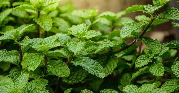 Göbeği Dümdüz Yapın Karaciğeri Yenileyin - 4