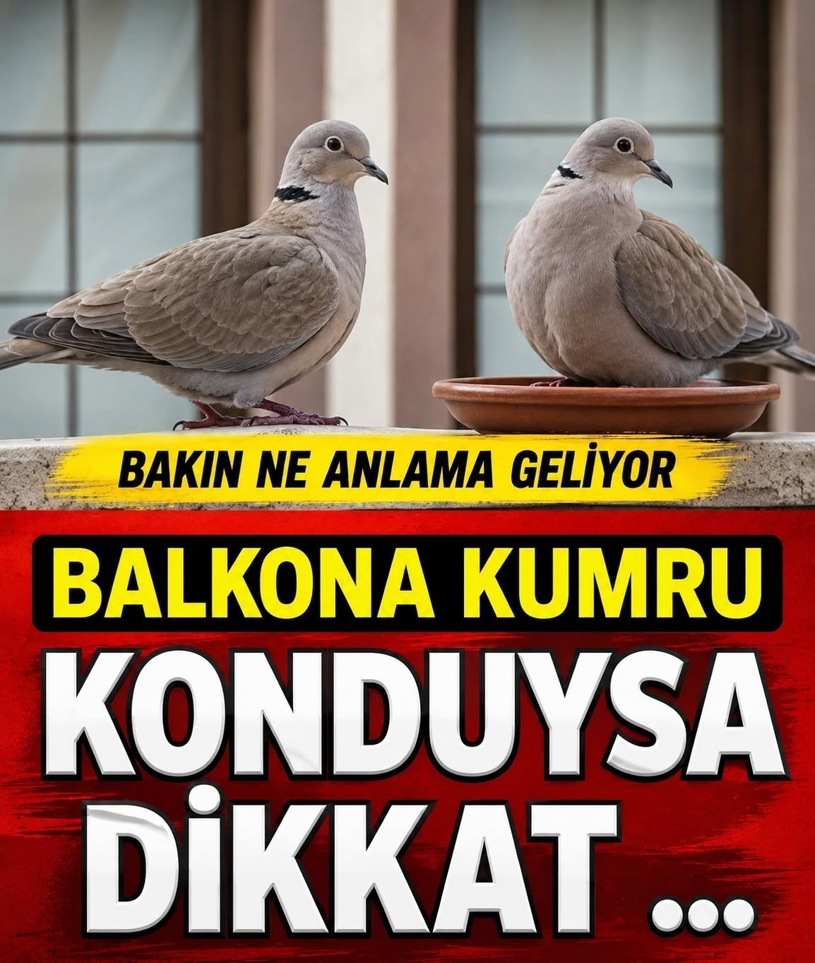 Pencereye Kumru Konması Ne Anlama Gelir - 1