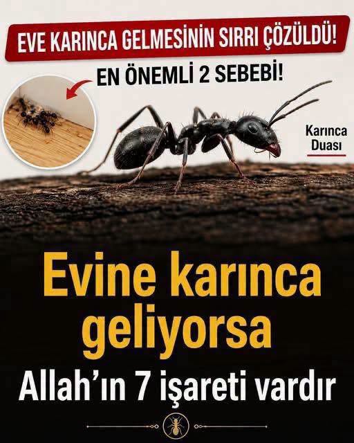 Eve Karınca Gelmesinin allahın 7 işareti nedir - 1