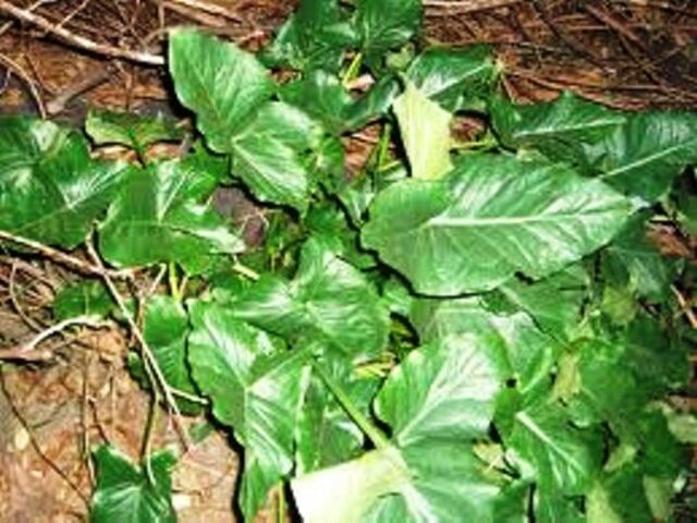 Senede 7 Kez Yiyin En Kötü Hastalıktan Bile Koruyor - 3