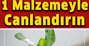 Solmuş Çiçeğinizi Bir Malzemeyle Canlandırın