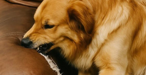 Yeni bir kanepe aldım ama köpeğim kolçaklarını kemirmeye başladı