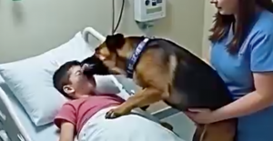 Köpeğim hastanede benimle kaldı