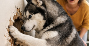 Köpeğim, sekiz aylık kızımın beşiğinin arkasındaki duvarı