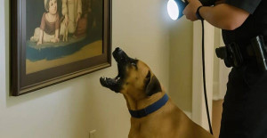 Polis köpeği evde yapılan arama sırasında bir tabloya yüksek sesle havlamaya başladı