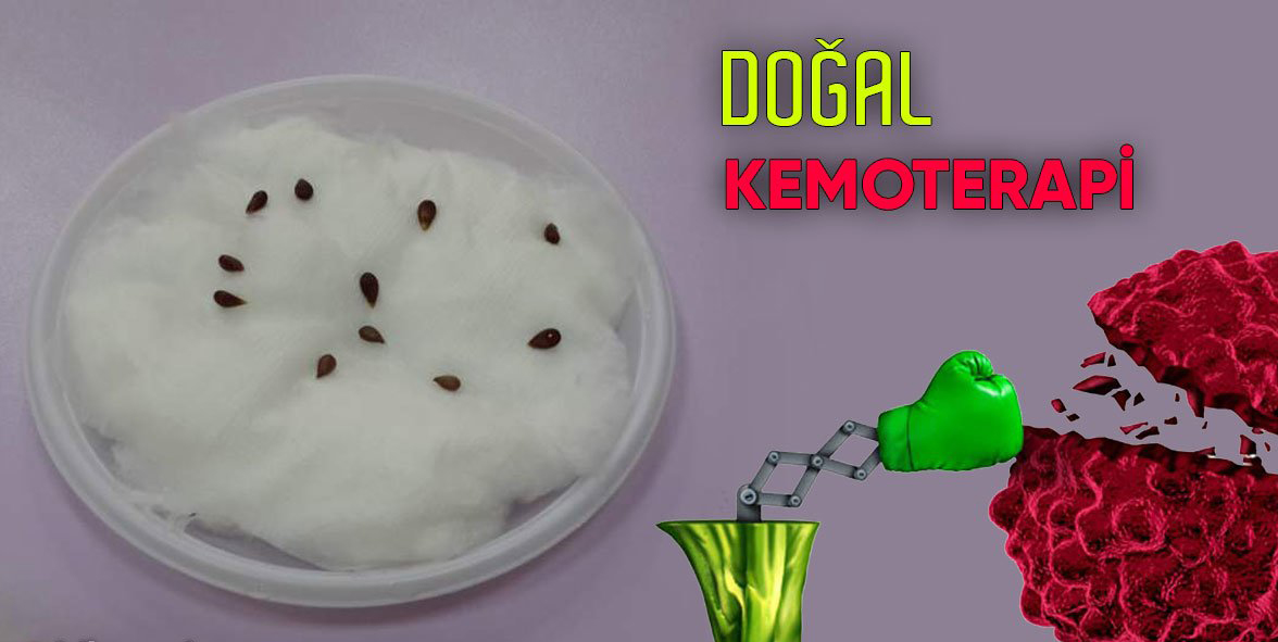 Doğal Çekirdekleri Kanseri Engelliyor - 2