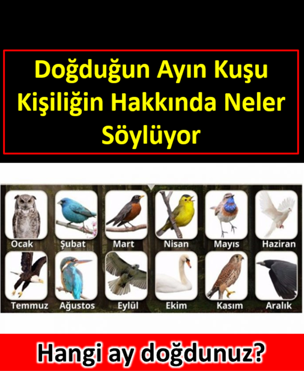 Doğduğunuz ayın kuşu karakteriniz hakkında neler söylüyor - 3